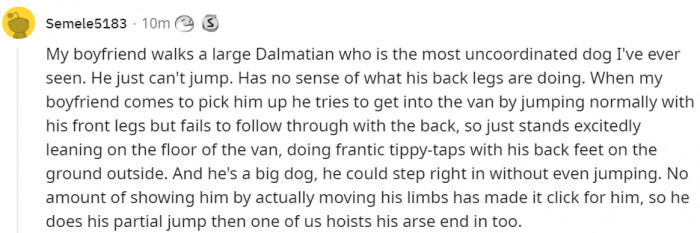 4. A Dalmatian that has trouble jumping into cars. Or walking in....
