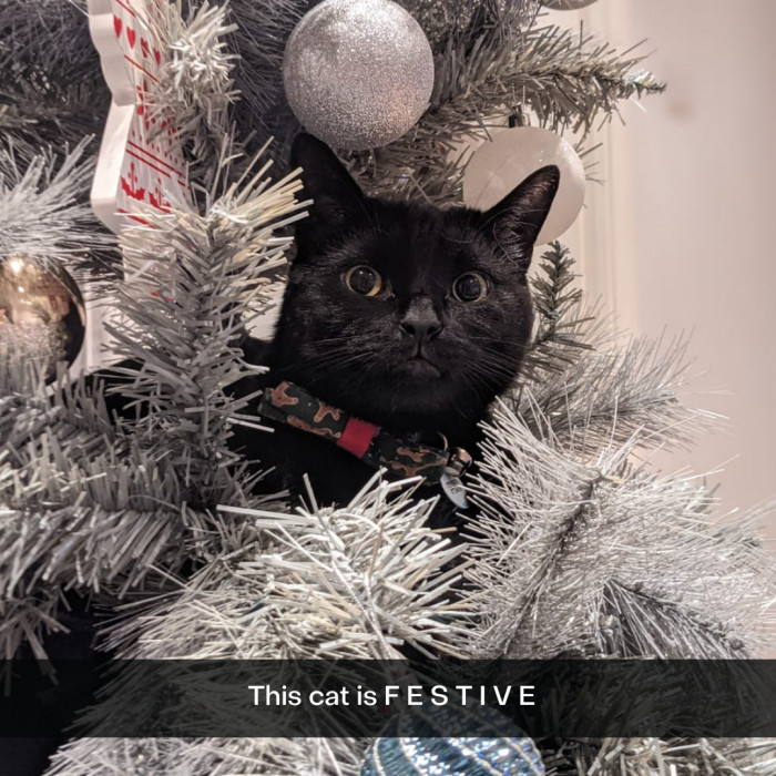 5. I'm not even mad; this is purr-fect.