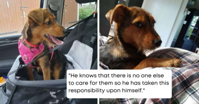 Serbian Man Rescues And Changes The Life Of A Sickly Puppy He Found Living In A Shoe On A Pile Of Trash