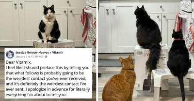 Three Cats Refuse To Get Off Woman's Vitamix Blender So She Begs Vitamix To Send Her Three Empty Boxes To Appease The Felines