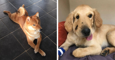 22 Pictures Shared Online That Definitively Prove That Dogs Really Are Humankind's Best Friend