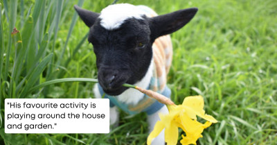 Wally: A Tiny Lamb Weighing Only 2 Pounds Fights the Battle for His Life and Survival