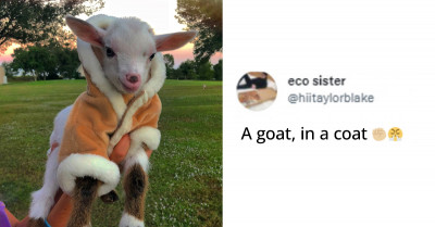 30+ Awesome Animal Tweets To Quickly Boost Your Serotonin Level This Week