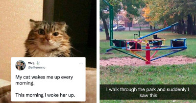 This Online Community Shares the Most Exciting Cat Posts, Jokes, and Memes That Will Keep You Glued to Your Screen
