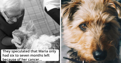 Senior Dog Spent Majority Of Her Life In Chains But Spent The Last 18 Months Of Her Life With The Sweet Taste Of Freedom