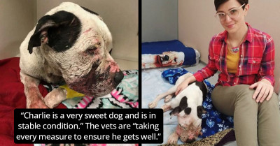 Abused Dog Could Barely Move A Muscle After Rescuers Found Him Left For Dead In Trash