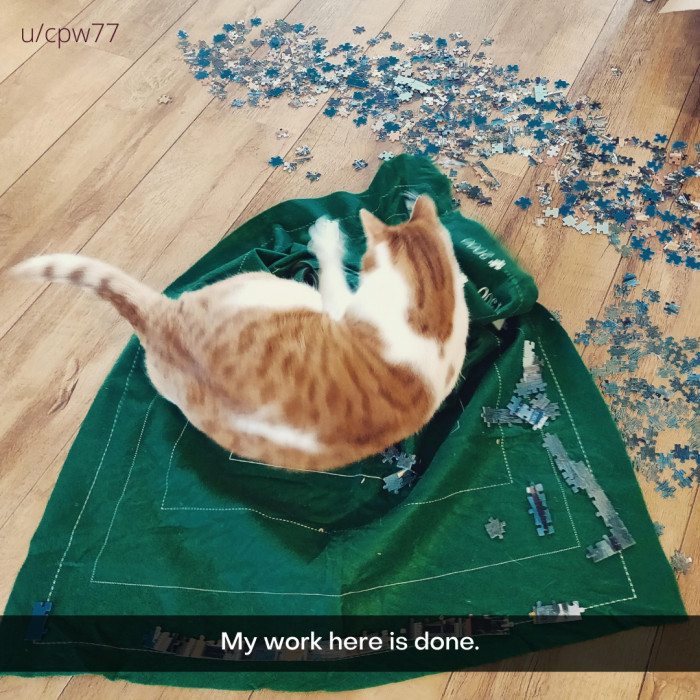 8. This cat is S U C C E S S F U L