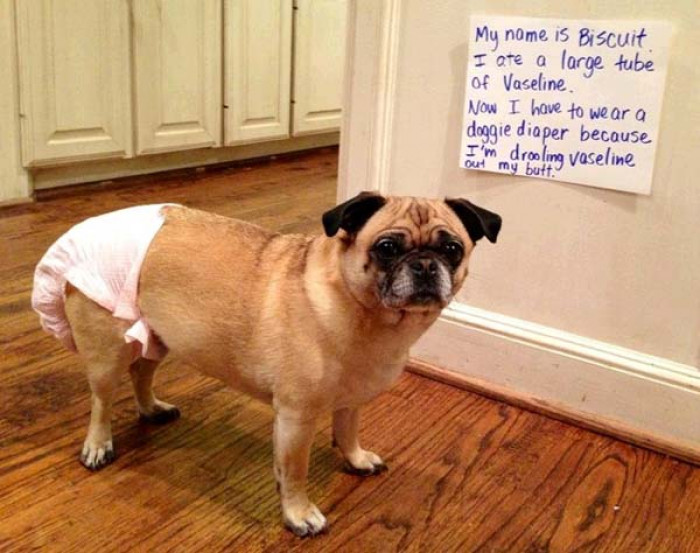 3. Doggie diaper