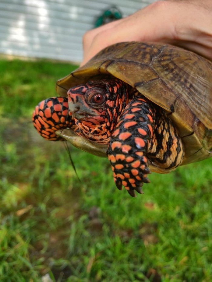 17. There was heavy rain last night, and we found this little guy this morning swimming in a pond that formed