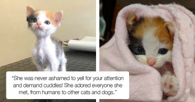 Malnourished Kitten Is Given A Second Chance At The Right Time And Undergoes Incredible Transformation