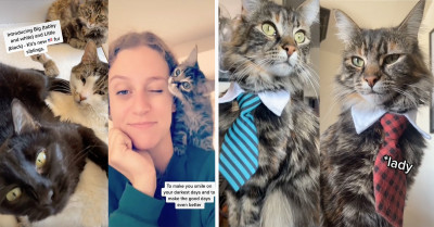 Meet Kit The Cat, A "Non-Cat Person" Converter, Making Cat-Haters Fall In Love With Him