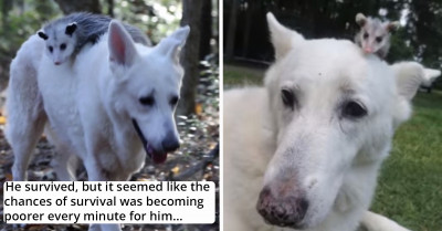 Dog Adopts An Orphaned Opossum After Losing Its Mother In A Car Accident