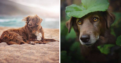 Aesthetically Pleasing Photographs of Dogs Enjoying the Colors of Autumn