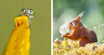 25 Photos From 'Comedy Wildlife Photography Awards' Show Animals Have An Amazing Sense Of Humor
