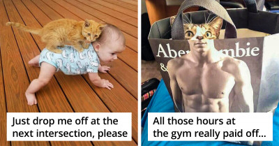 25 Pics Of Cats Being Absolutely Hilarious