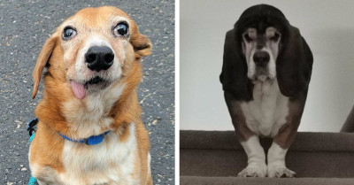 50 Utterly Hysterical Pictures Of Dogs That Depict Something Just Isn't Right With Them