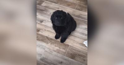 15 Super Adorable Dog TikTok Accounts You’ll Fall In Love With Instantly