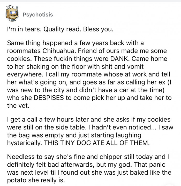 I guess pets are kind of drawn to weed considering how often this happens.