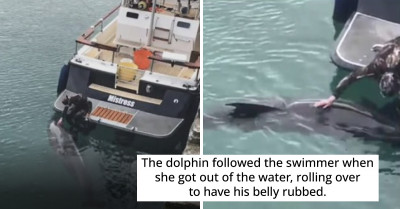 People Are Gushing Over This Footage Of An Adorable Dolphin Getting A Belly Rub From A Snorkeler