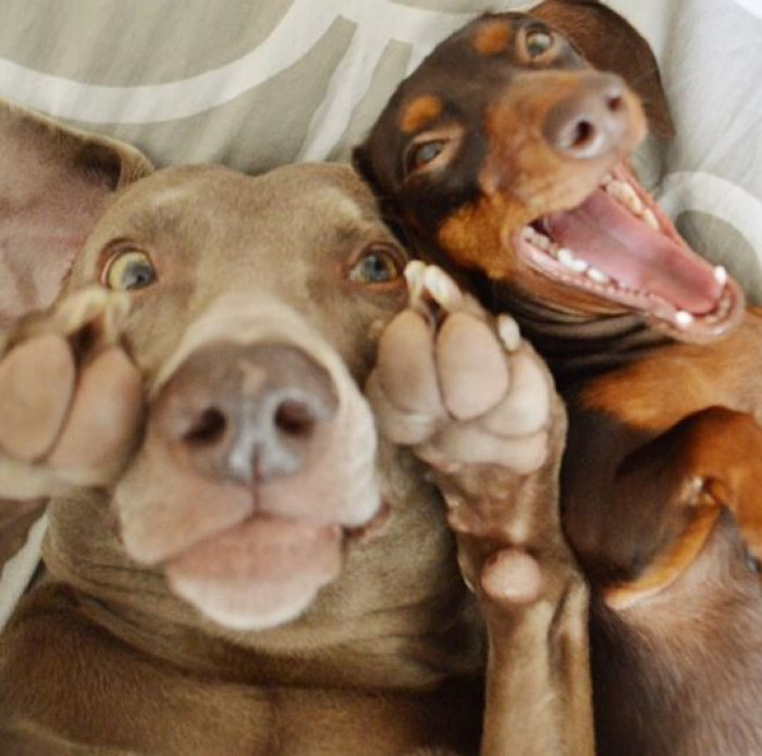 13. Show off those crazy paws.