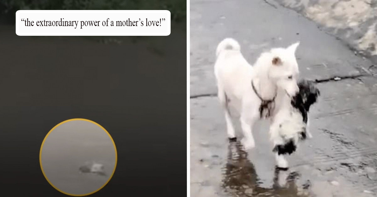 Brave Mother Dog Risks Her Life For Her Puppies