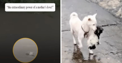 Brave Mother Dog Risks Her Life For Her Puppies