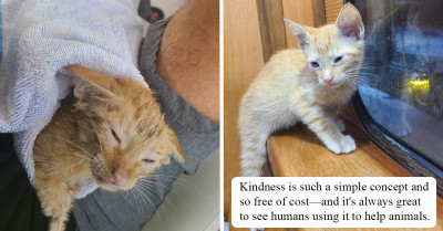 Kitten Rescued from Drowning in the Gulf of Mexico by a Boat Crew