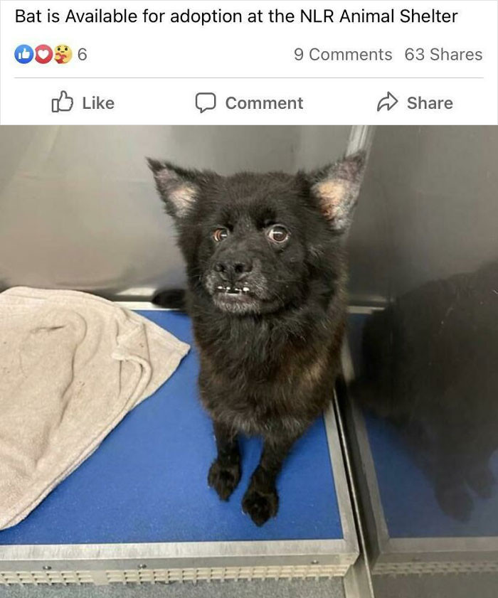 12. This derp-faced dog named Bat is up for adoption in my town