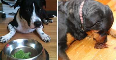 9 Dogs Who Are Eyeing Your Food With A Desperate Look In Their Eyes