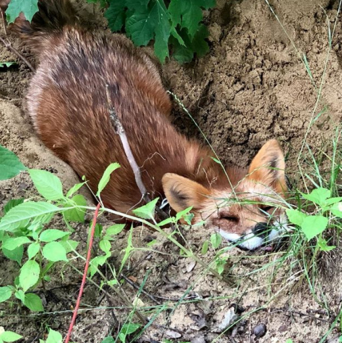 It's a Hot Day! I Feel Better in My Hole.