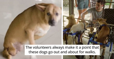 Stray, Disabled Dogs Are Given A Chance To Freely Run To Their Hearts' Content In An Elephant Sanctuary, And It's Truly Heartwarming