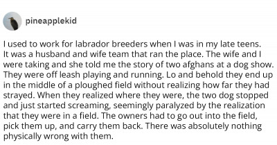 20 People Who Work With Dogs Professionally Share Their Experiences With Dumb Dogs
