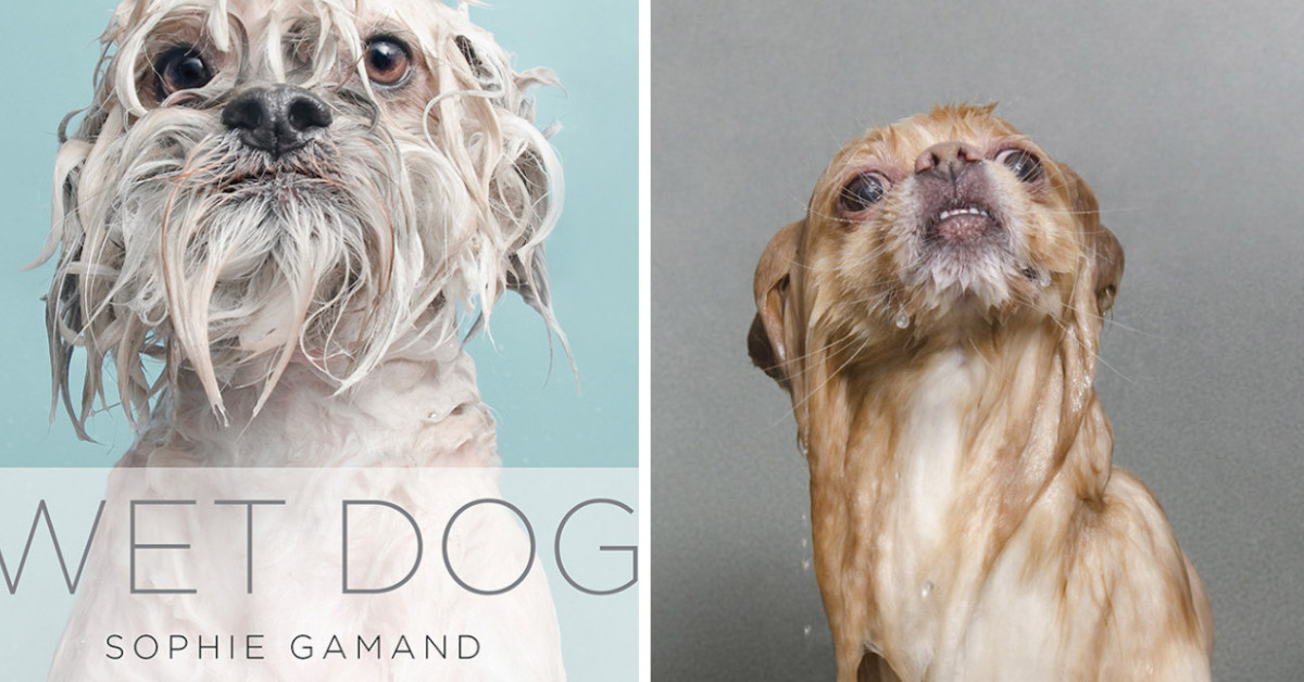 Photographer Sophie Gamand's Photographs Of Wet Dogs Will Surely Make