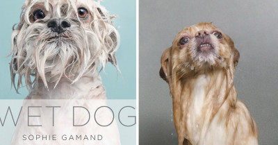 Photographer Sophie Gamand's Photographs of Wet Dogs Will Surely Make You Smile