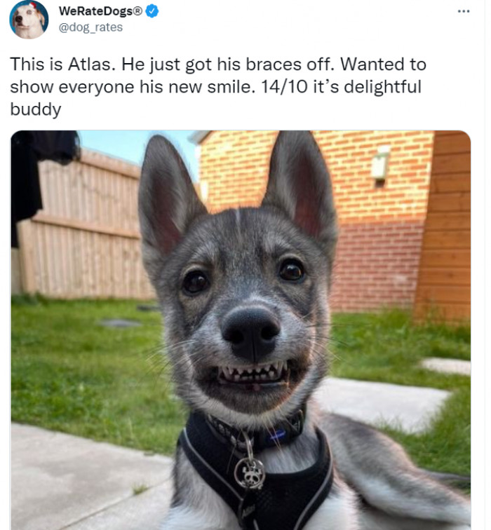 30. Look how bright this dog's smile is!