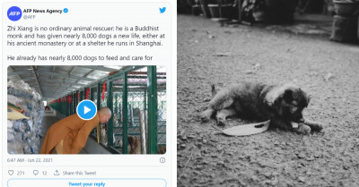 Animal Rescuer In Shanghai Is A Buddhist Monk Who Saved 8,000 Stray Dogs And Is Looking For Their Forever Homes