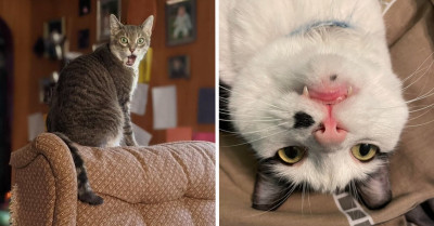30 Hilarious Photos Taken By Owners Showing Their "Broken" Cats