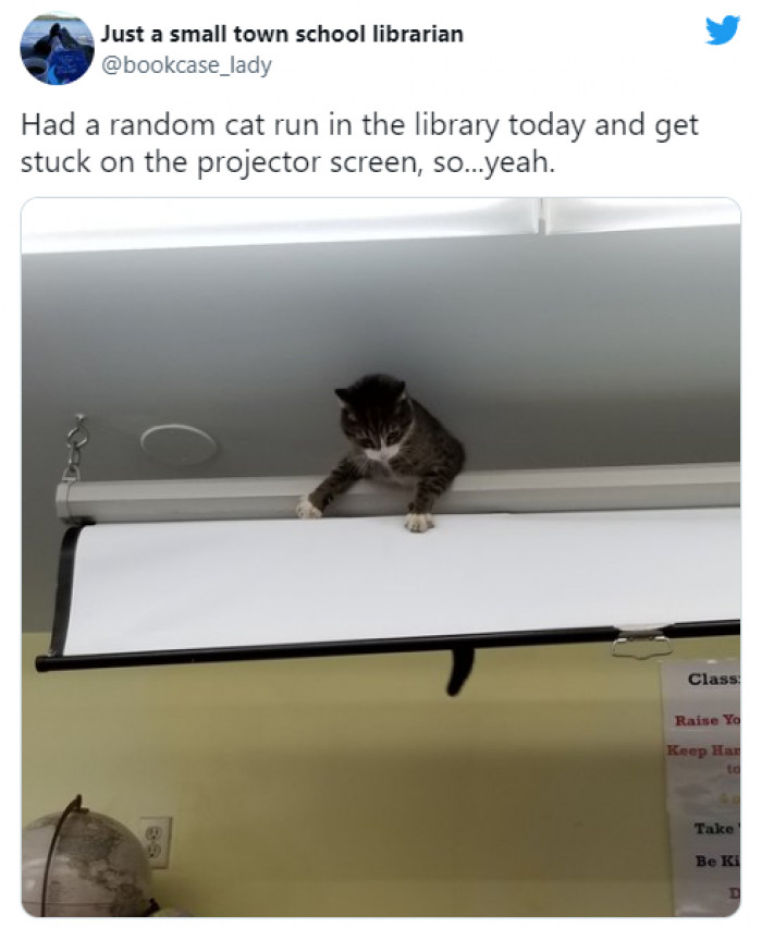1. Cats really like to be in odd places, and sometimes they get stuck in those odd places.