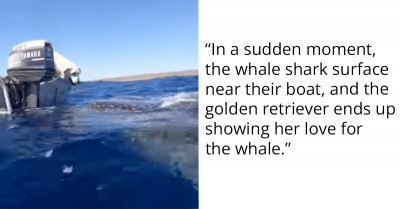 A Sweet Gesture Of Love Between Golden Retriever And A Whale Shark