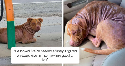 Abandoned Pitbull Dog Feels Completely At Home With The Family That Rescued Him