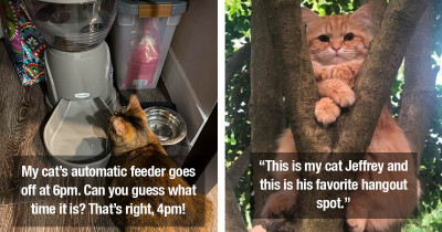 Quirky Cats Are Being Their Silly And Unique Selves