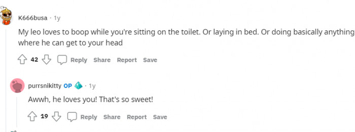 Cats always booping.