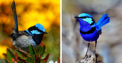 The Splendid Fairy Wren Is Here to Play, and We're Delighted by Their Puffy Cheeks