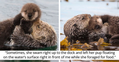 Mother Otter Gives Sight-Seeing Photographer A Special Job