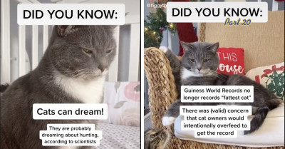 Facts About Cats And Their History That Totally Make Them Less Mysterious To Humans