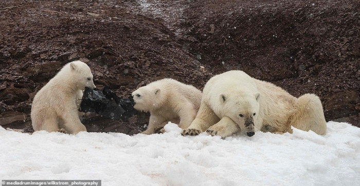 The polar bears are hungry and need food to survive...