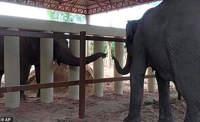 Kaavan's life story is undoubtedly one of the saddest tales you will hear in the animal world.