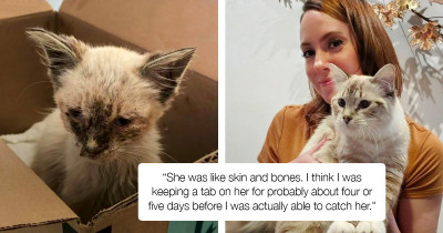 Precious Kitty Is Rescued As A Stray And Makes Unbelievable Transformation