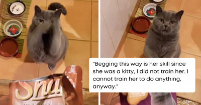 Dogs Are Not The Only Animals Who Know How To Beg For Food – This Cat Has Mastered The Art To Purr-fection