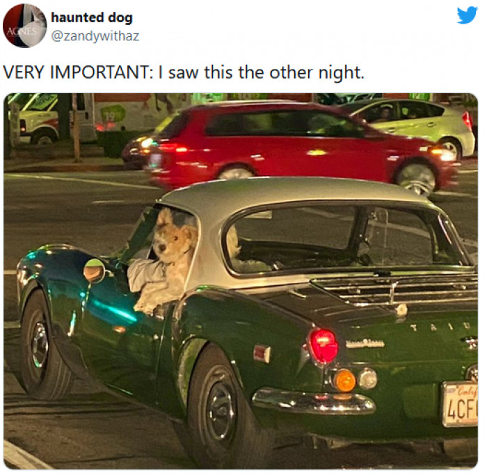 11. This dog is living his best life in this fancy car.